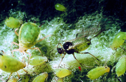 Adults and nymphs are olive green with brown-black legs, antennae and cornicles.