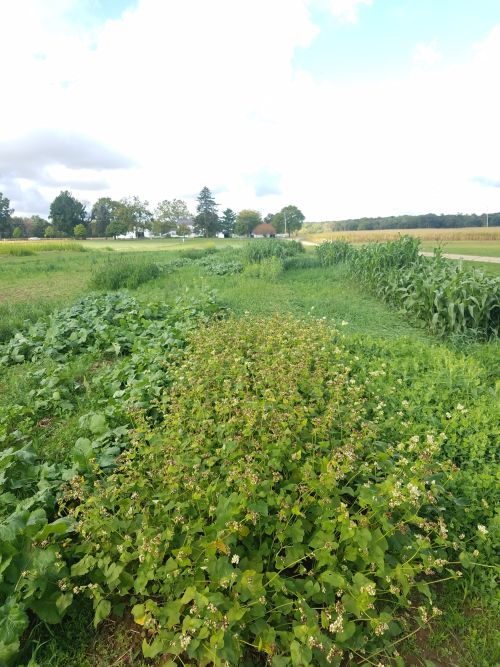 Cover crop research and demonstration plots