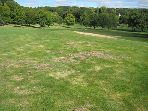 Damage to golf course grass from animals 