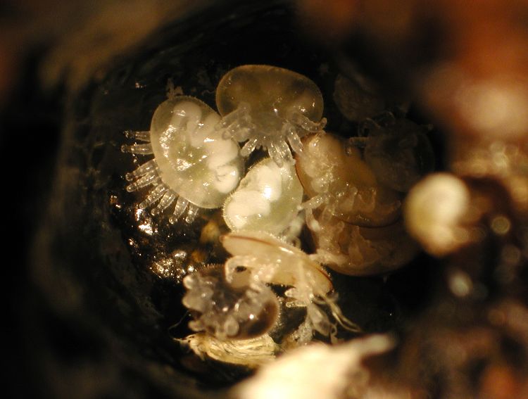 Varroa mites are the most serious threat to honeybees worldwide.