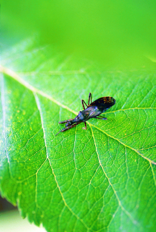  The head is narrow and elongate with a neck-like portion behind the eyes. 