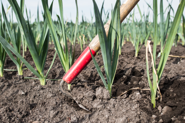 Hoe cultivating a crop.