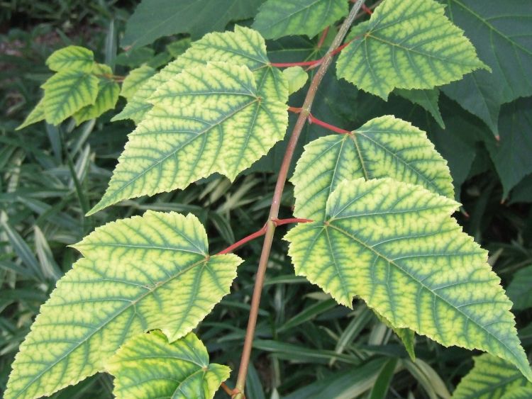 This striped maple is showing a deficiency caused by a high pH.