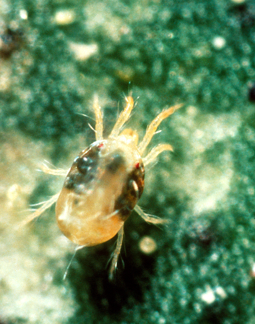  Adult and nymphal mites are yellowish to pale green with a dorsal pair of dark spots. 