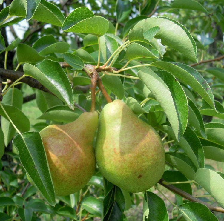 Bartlett pears