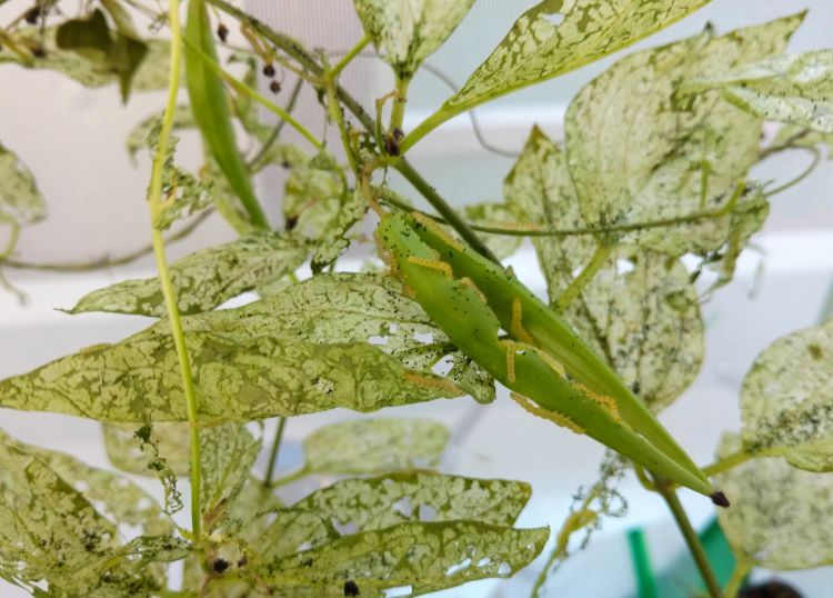 Larvae defoliating vines