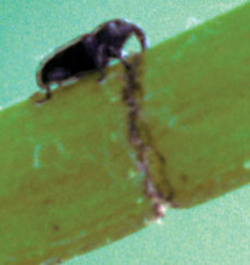  Female adult drilling ring of holes into a shoot. 