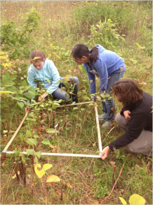 The team worked with experts to evaluate the effectiveness of various treatments to Japanese Knotweed. Photo credit: Invasive Species Awareness in the U.P. website