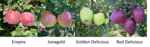 West central apple maturity report – September 21, 2022