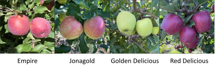 Jonagold, Empire, Golden Delicious, and Red Delicious apples
