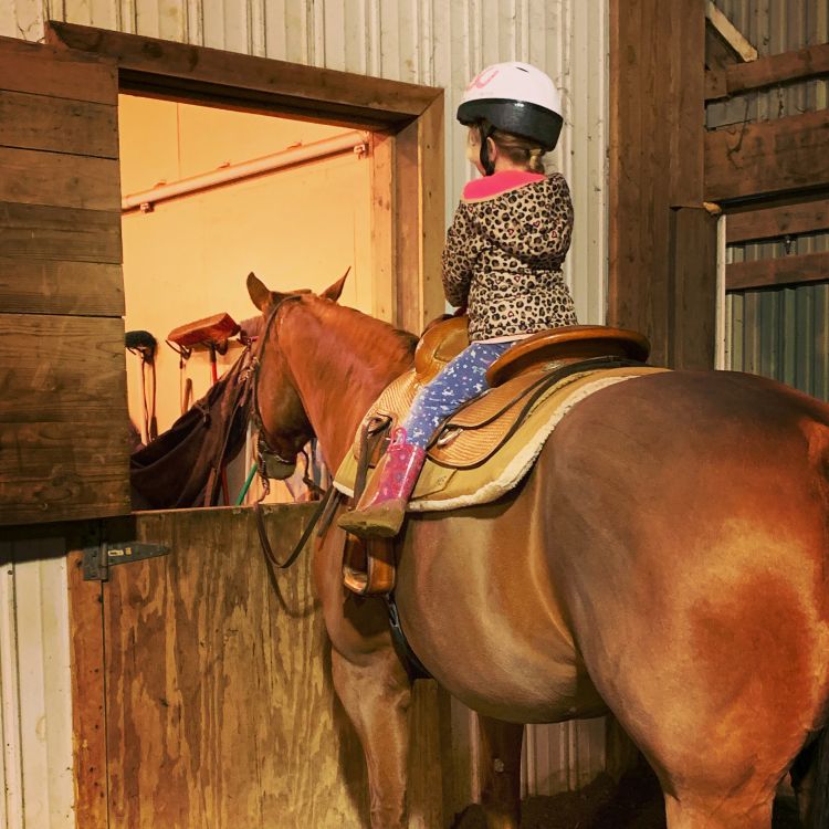 Defining horse jargon: Beginner riding terms - Horses