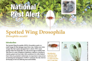 National Pest Alert: Spotted Wing Drosophila