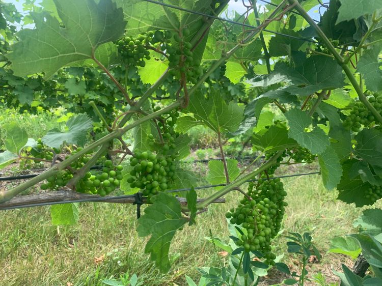 Vinifera grapes