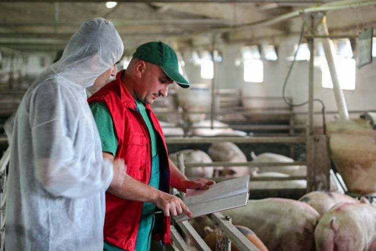 two people looking at pigs in a pen in a barn