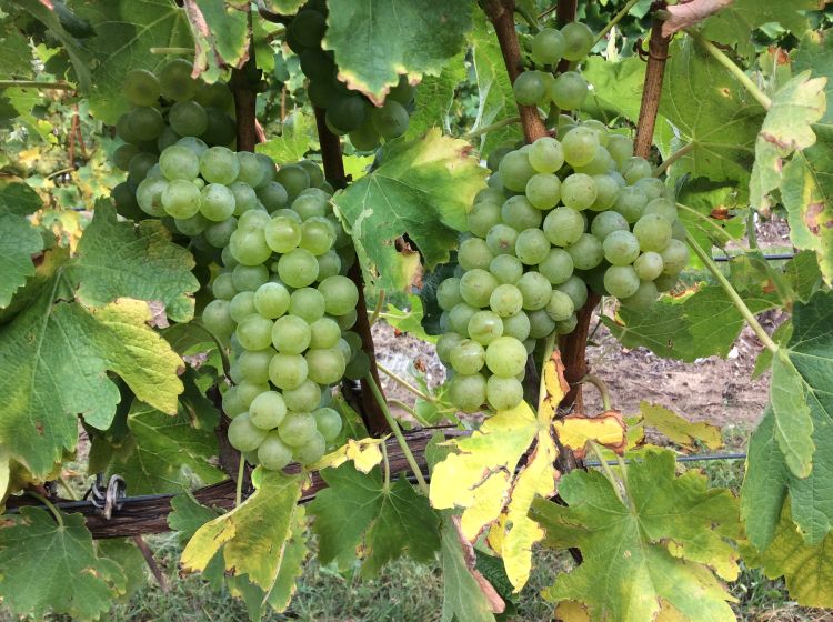 Photo 1. Sauvignon Blanc grapes approaching harvest fruit maturity in north-central Leelanau Peninsula on Oct. 2017. All photos by Thomas Todaro, MSU Extension.
