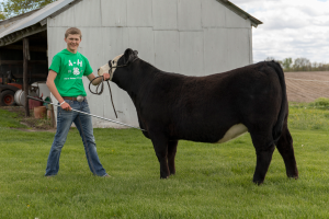 Michigan 4-H rolls out virtual showcase and auctions