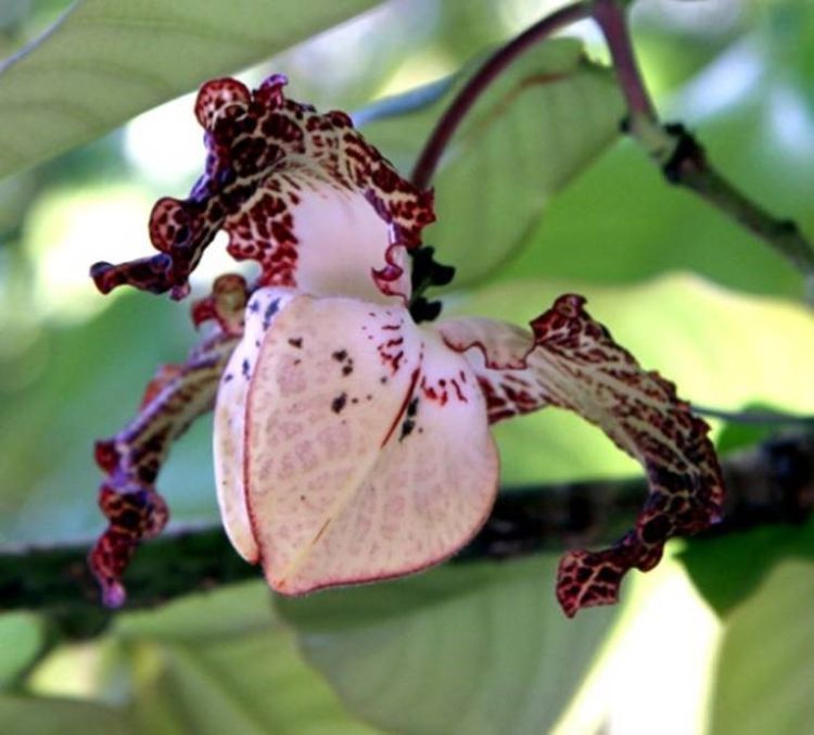 African nutmeg flower