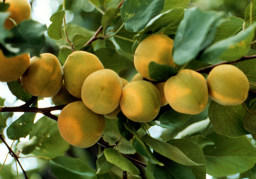  Peaches and apricots can develop light yellow rings on the skin. 