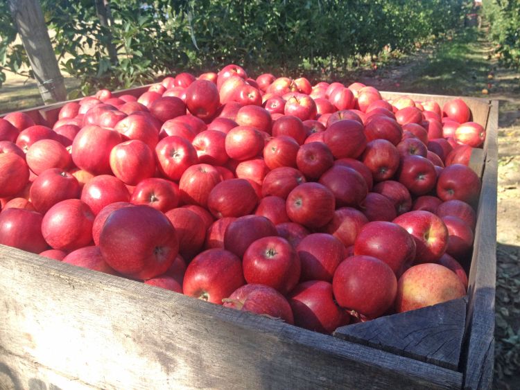 Harvested apples