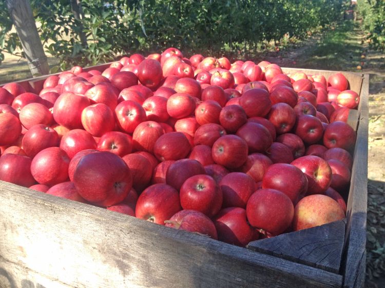 Apple bin