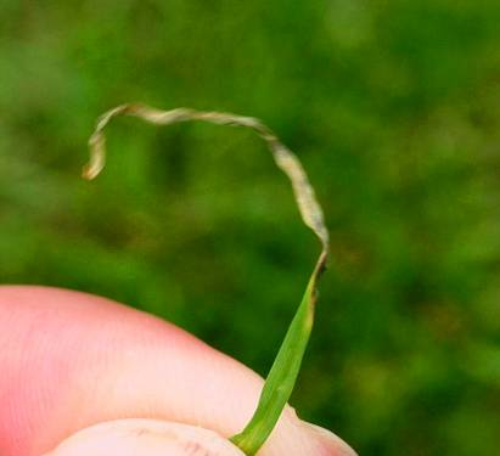  gray leaf spot 3.jpg 