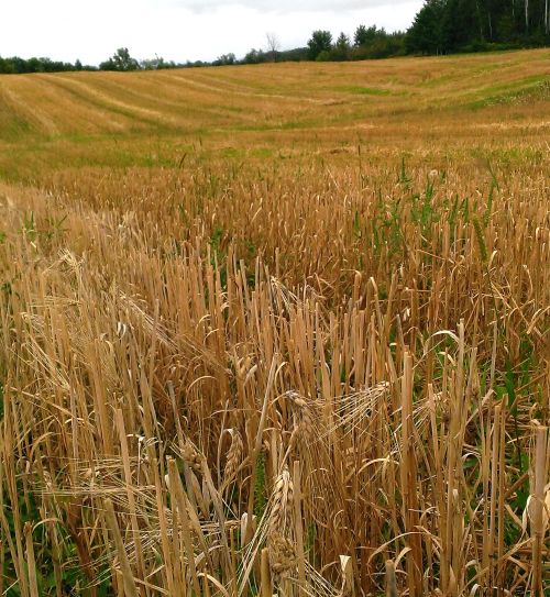 Planting wheat following barley residue (left) is not a recommended practice, while wheat sown into oat stubble (right) is an acceptable rotation.