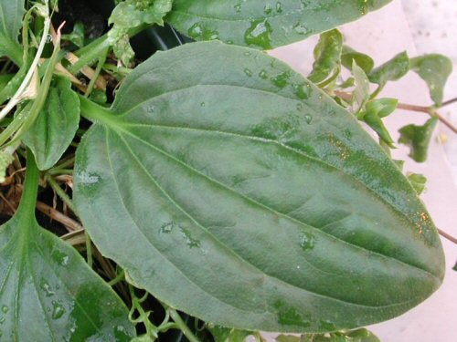  broadleaf plantain2.jpg 