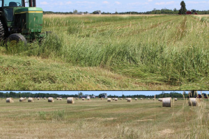 Getting the most from your single-cut hay system