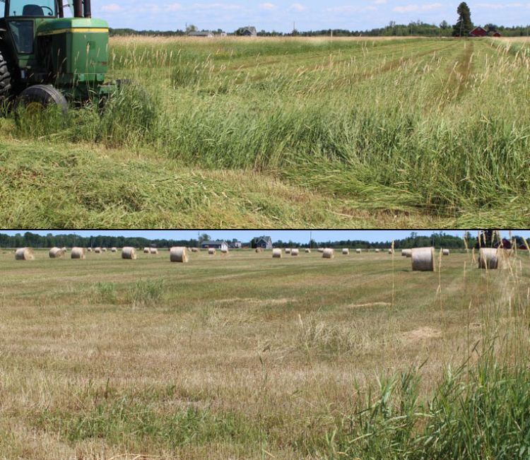 Hay field mowed and into round bales