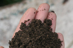 Build up your school garden’s soil health using compost