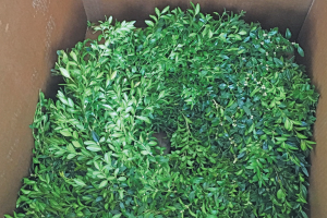 Have a closer look at your boxwood wreaths this holiday season