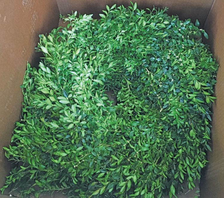 Wreaths affected with boxwood blight found in a Michigan store