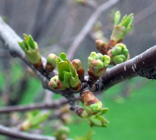Montmorency cherry flower buds are opening across Southwest Michigan. Photo credit: Mark Longstroth, MSU Extension