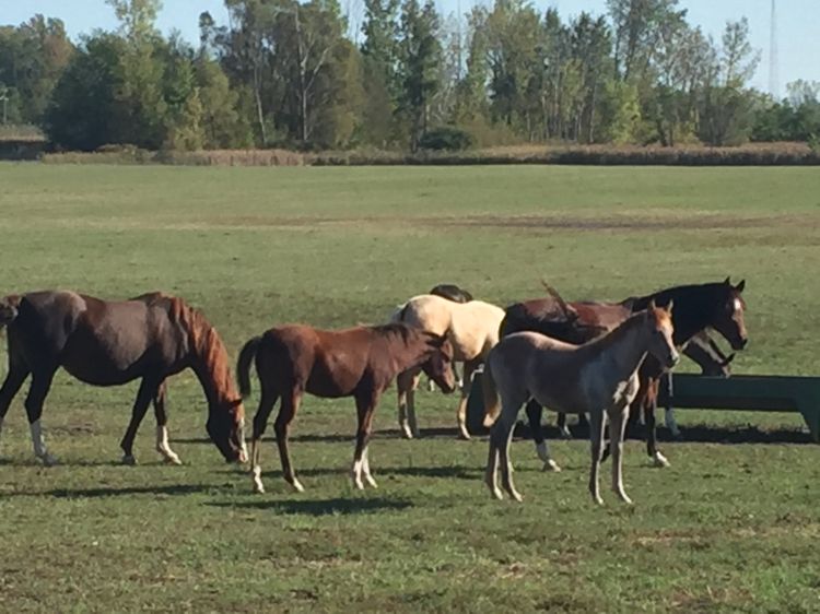 Join the MSU Extension Equine Team at the March 8 workshop to learn more about Feeding Your Horse for Optimal Health. Photo credit: My Horse University