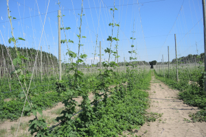 Michigan hop crop report for the week of June 14, 2021