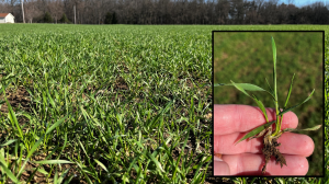 Southwest Michigan field crops update – April 14, 2022