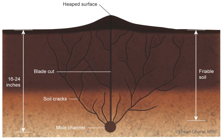 Illustration of cracks in soil.
