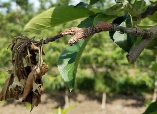 Nectria twig blight