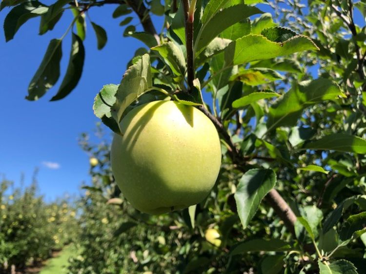Golden Delicious
