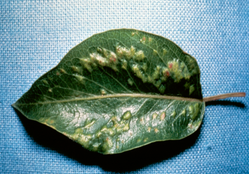 Damaged leaves may blister.