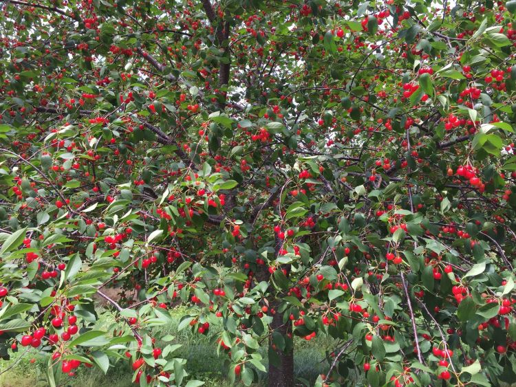Ripening tart cherries are just one of the many fruits grown in Michigan that are vulnerable to spotted wing Drosophila infestation if not protected.