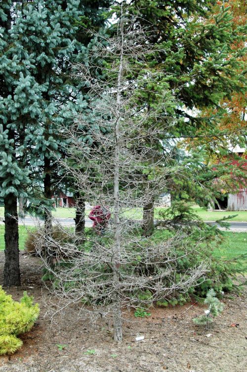 Photo 1. This deodar cedar, a zone 6 plant, survived in Lower Michigan’s zone 5 for several years before being killed by extreme cold in 2014.