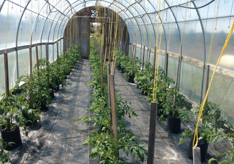 A bag-culture tomato house in Birch Run looking good. The yellow strings from the ceiling are tied to the trellis posts to keep the top-heavy bags upright. Photo by Ben Phillips, MSU Extension.