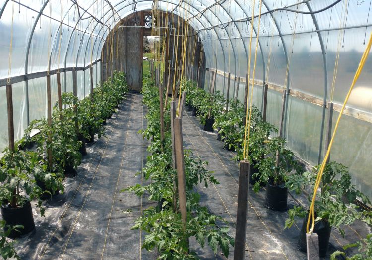 A bag-culture tomato house in Birch Run looking good. The yellow strings from the ceiling are tied to the trellis posts to keep the top-heavy bags upright. Photo by Ben Phillips, MSU Extension.