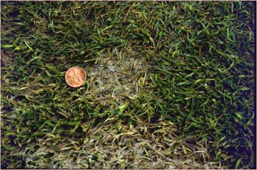  gray snow mold 3.jpg 