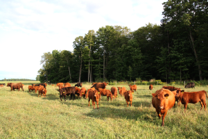 Examining animal agriculture, alternative proteins amid climate change concerns