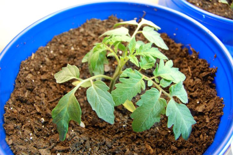 After true leaves develop, transplant tomato seeds into 3-to-4-inch pots and grow under lights. Photo: Dennis Brown, CC BY-SA 3.0