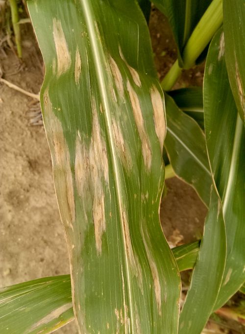 Northern corn leaf blight on corn. All photos by Martin Chilvers, MSU.