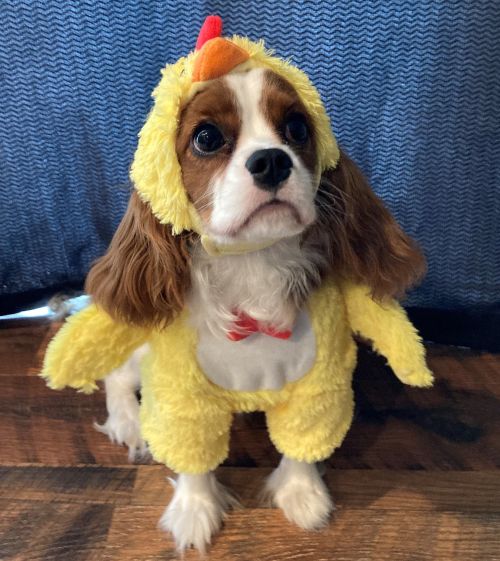 A small dog in a Halloween costume.