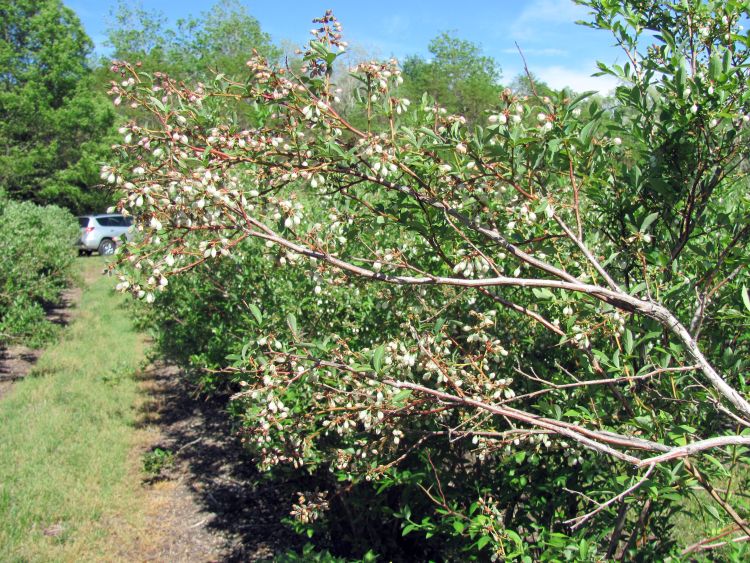 Winter damage at bloom on blueberries.